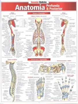 Imagem de RESUMAO - ANATOMIA PROFUNDA  POSTERIOR