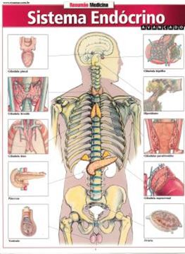 Imagem de RESUMAO - SISTEMA ENDOCRINO AVANCADO
