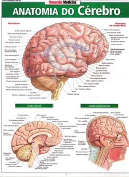 Picture of RESUMAO - ANATOMIA DO CEREBRO