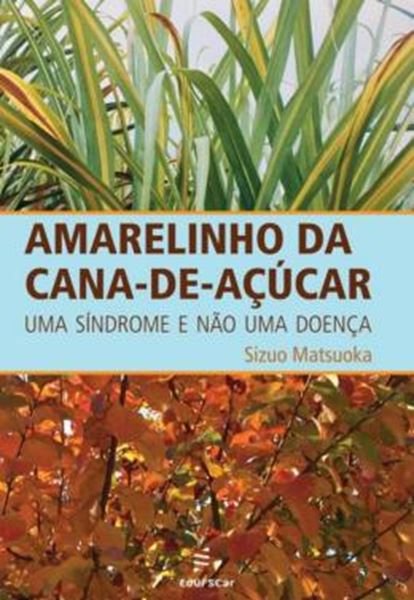 Picture of AMARELINHO DA CANA-DE-ACUCAR